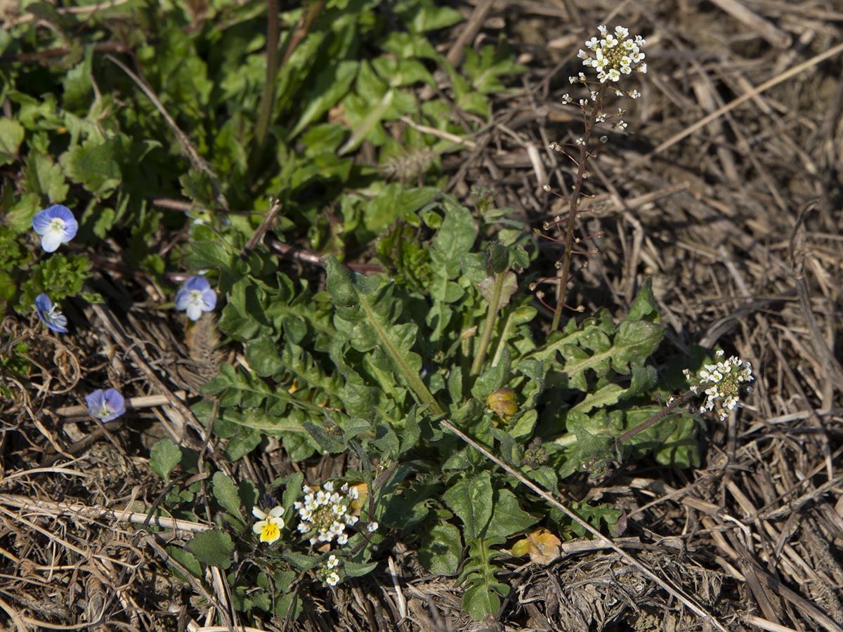 Blattrosette
